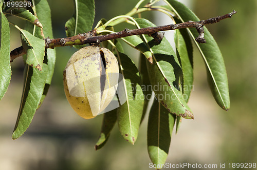 Image of Almonds on branch
