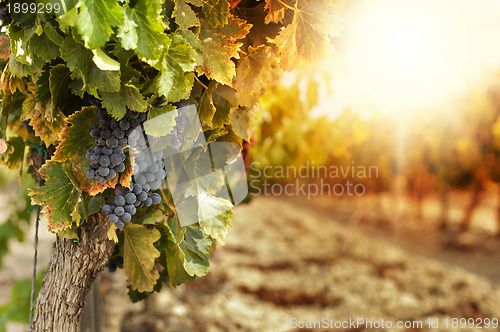 Image of Vineyards at sunset