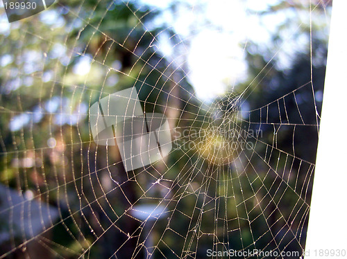 Image of spider web