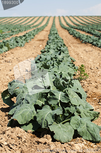 Image of Cabbage plantation