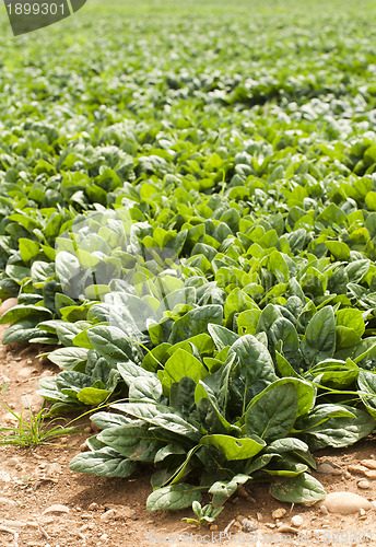 Image of Spinach plantation