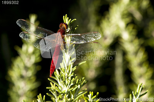 Image of Butterfly and green background