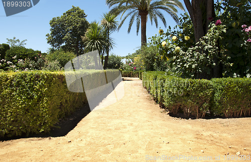 Image of Garden with green bushes