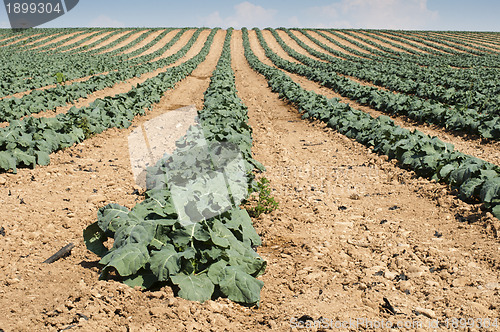 Image of Cabbage plantation