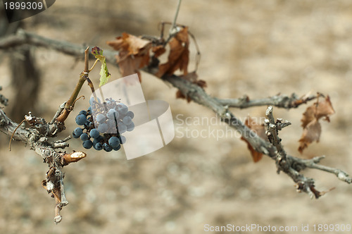 Image of Poor harvest vineyards