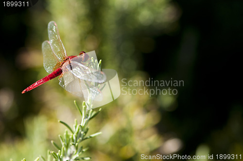 Image of Butterfly and green background