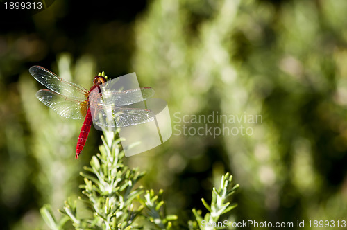 Image of Butterfly and green background