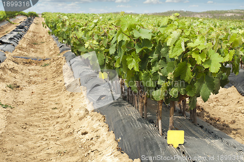 Image of Young Vineyards in rows.