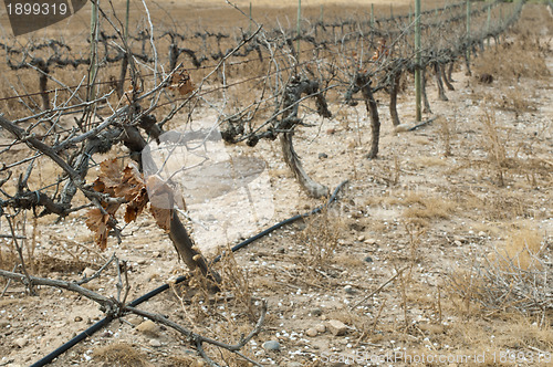 Image of Poor harvest vineyards