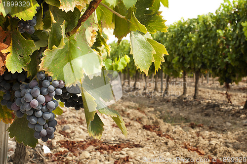 Image of Vineyards in rows 