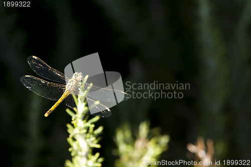 Image of Butterfly and green background