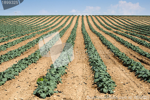 Image of Cabbage plantation