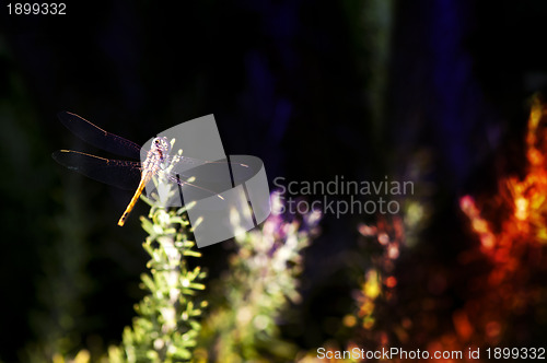 Image of Butterfly and green background