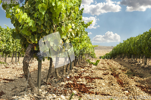 Image of Vineyards in rows and blue sky