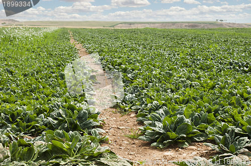 Image of Spinach plantation
