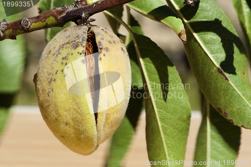 Image of Almonds on branch