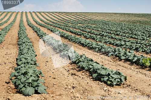 Image of Cabbage plantation