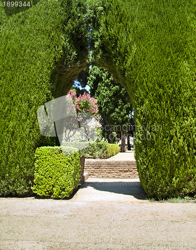 Image of Garden with green bushes