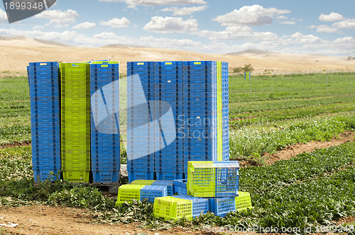 Image of Harvest Spinach in plantation