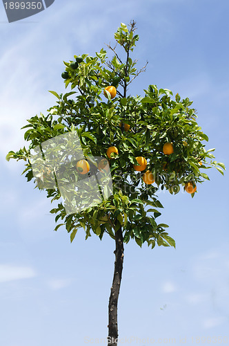 Image of Orange tree with fruits