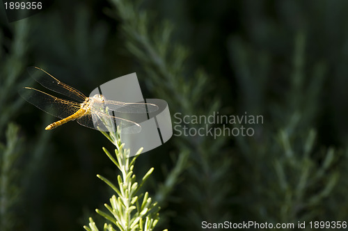 Image of Butterfly and green background