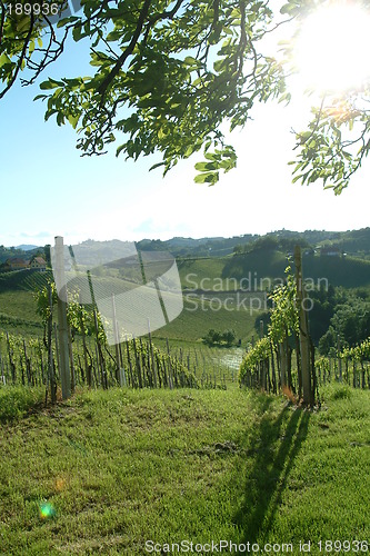 Image of weinberg | vineyard