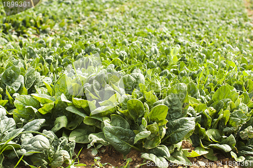 Image of Spinach plantation
