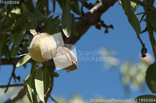 Image of Almonds on branch