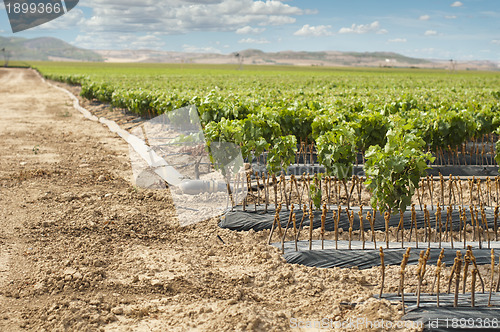 Image of Young Vineyards in rows.