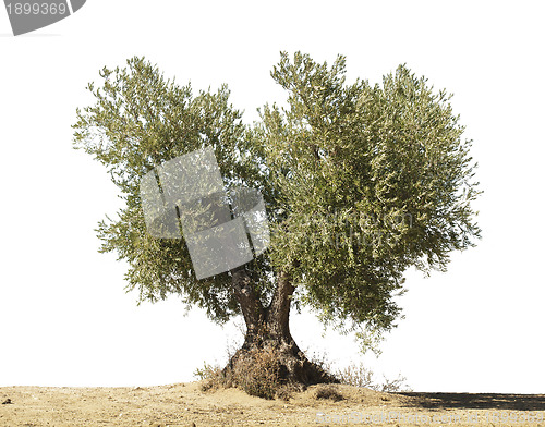 Image of Olive tree white isolated