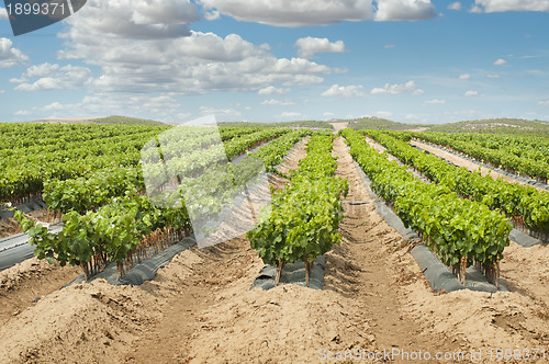 Image of Young Vineyards in rows.