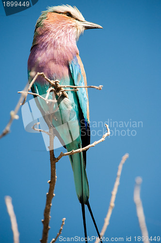 Image of Lilac-breasted roller