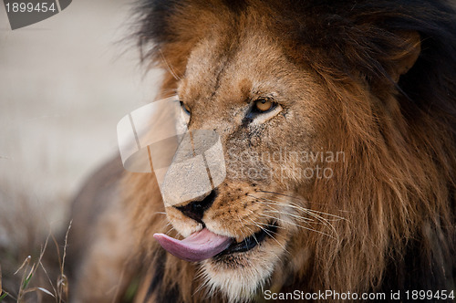 Image of Lion sticking his tongue out