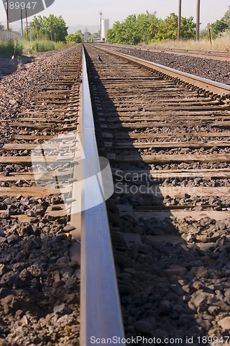 Image of Bird on the Railroad Tracks