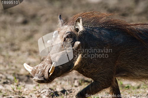 Image of Running warthog