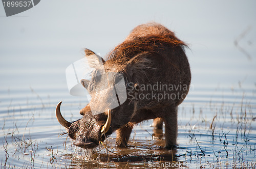 Image of Brown hairy warthog