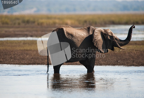 Image of African bush elephant