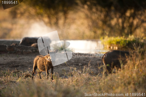 Image of Wild boar