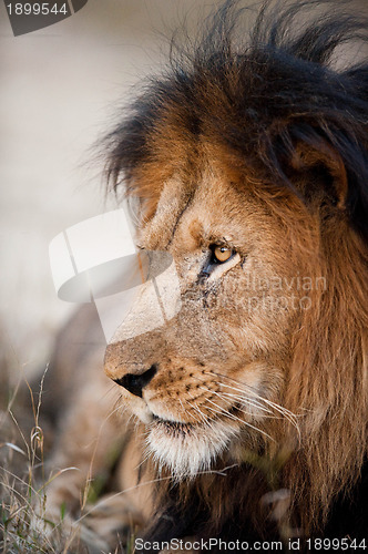 Image of Older male lion