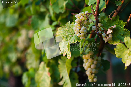 Image of Grapes growing