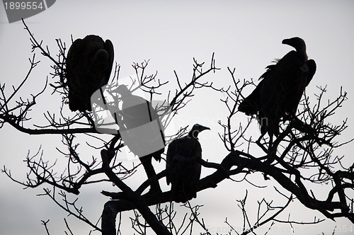 Image of Vultures in a tree