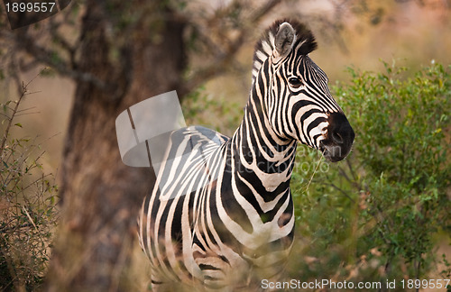 Image of Plains zebra