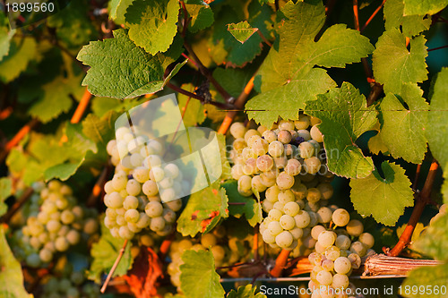 Image of Grapes growing