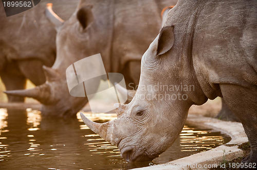 Image of Rhinos at a watering hole