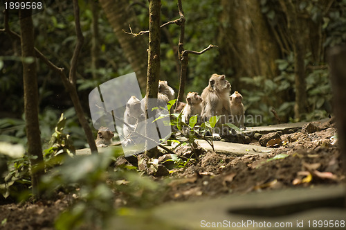 Image of Group of monkeys