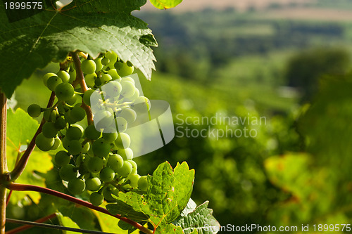 Image of Grapes growing