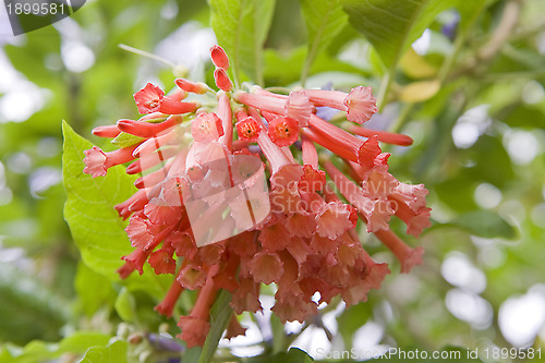 Image of Iochroma coccineum