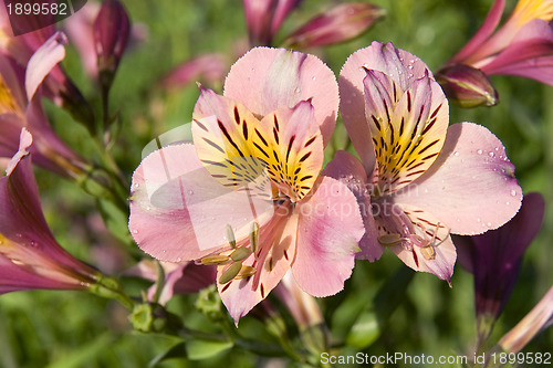 Image of Alstroemeria Saturne