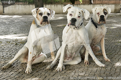 Image of white boxer in the city