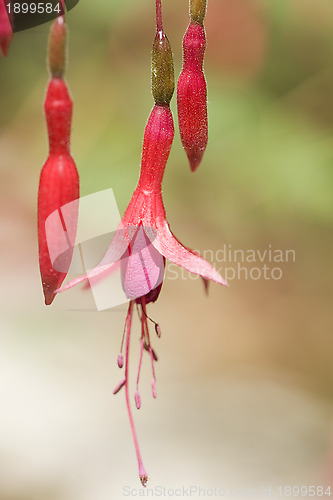 Image of Fuchsia magellanica